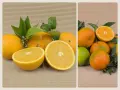 Mixed Box 20 kg (15 kg oranges + 5 kg mandarins)