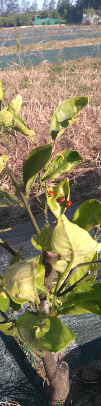 September 2017: Second Year of Our Plantation