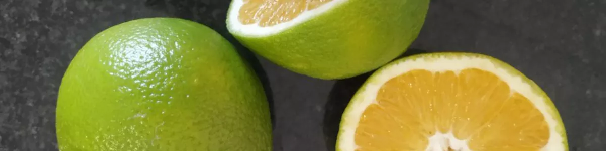 Green or pale oranges and mandarins