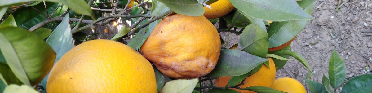 The durability of our citrus fruits