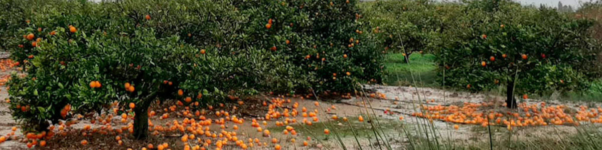 The storms and oranges