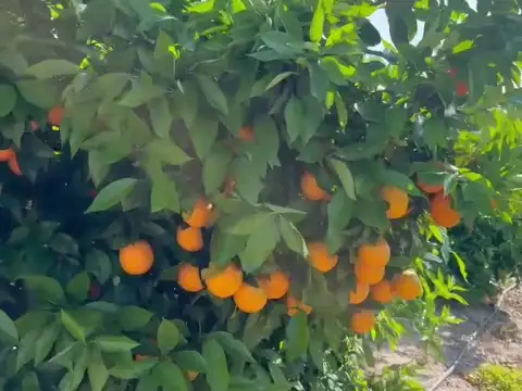 Oranges Barberina