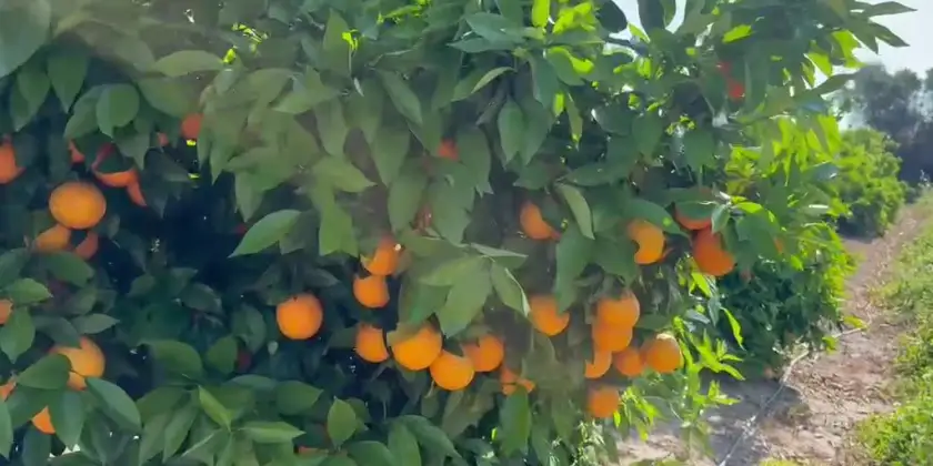 Oranges Barberina