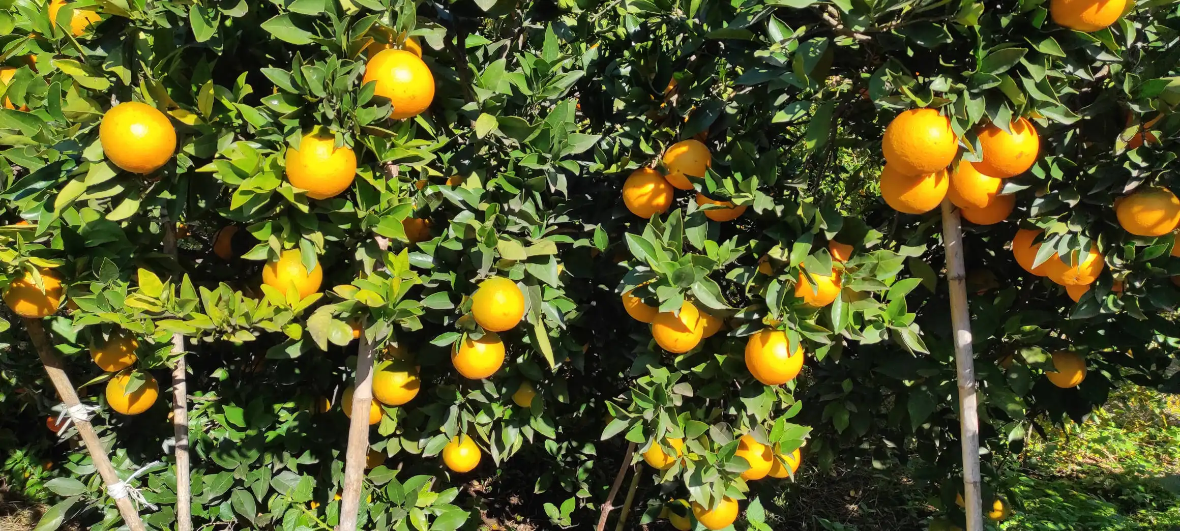 Buying oranges directly from the grower: a guide to getting it right