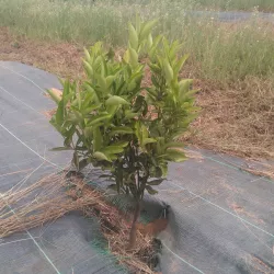 Old sapling