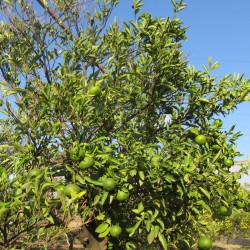 Orange tree affected by the storm