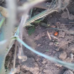 Ladybird helping us with aphids