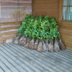 Ready saplings