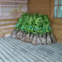Ready saplings