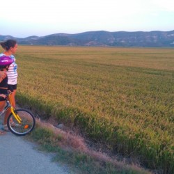 Rice fields in September