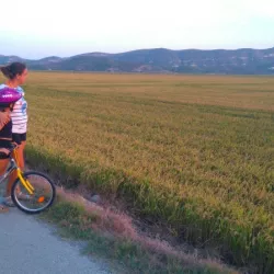 Rice fields in September