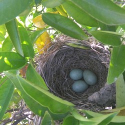 Nest in an orange tree