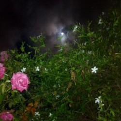 Summer night in the Mareny: roses and jasmine