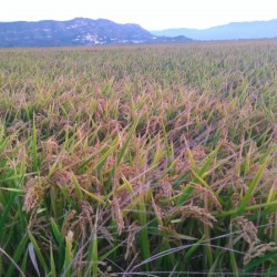 Rice fields in September