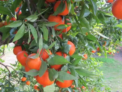 Mandarins Murcott