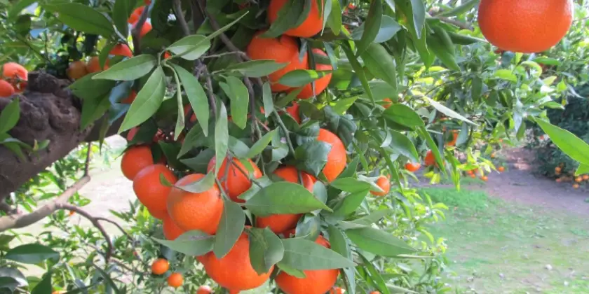 Mandarins Murcott