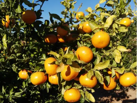 Mandarins Murina