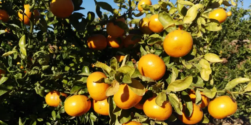 Mandarins Murina