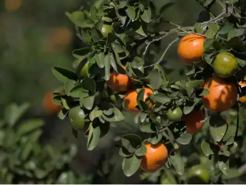 Mandarins Nadorcott