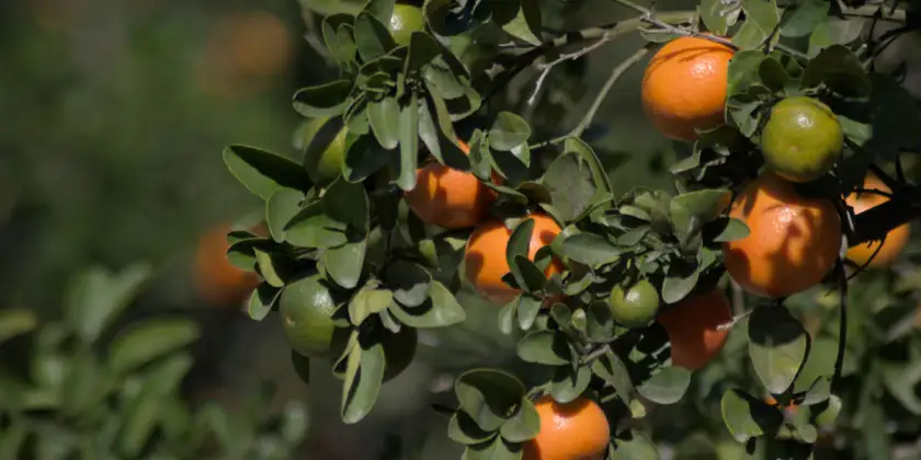 Mandarins Nadorcott