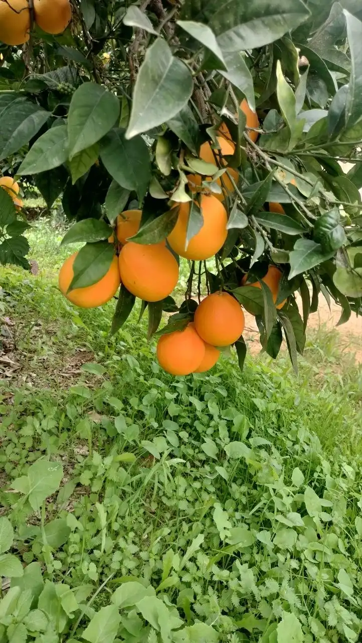 Table oranges or juice oranges? Why true quality isn't measured by the peel or the size