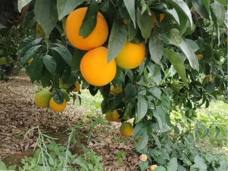 Organic Mixed Box 15 kg (10 kg oranges + 5 kg mandarins)