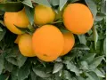 Organic Mixed Box 15 kg (10 kg oranges + 5 kg mandarins)