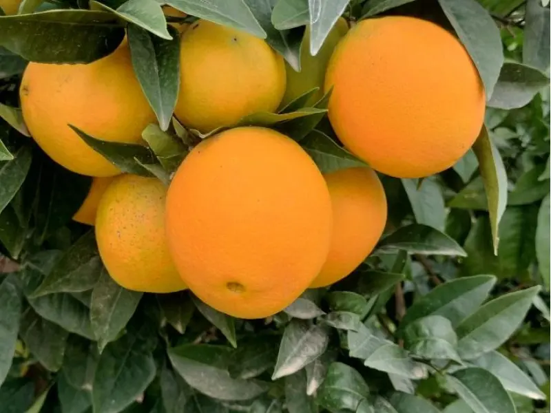 Organic Mixed Box 15 kg (10 kg oranges + 5 kg mandarins)