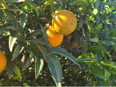 Mandarins Orogròs
