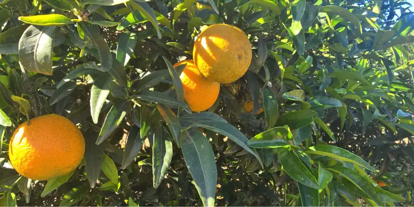Mandarins Orogròs