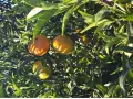Mixed Box 20 kg (15 kg oranges + 5 kg mandarins)