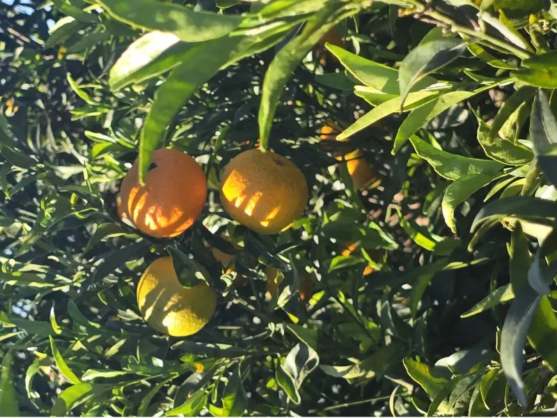 Mixed Box 20 kg (15 kg oranges + 5 kg mandarins)