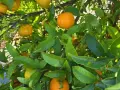 Organic Mandarin Box 15 kg