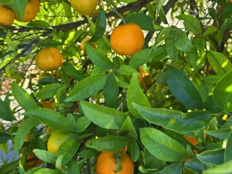 Organic Mandarin Box 15 kg
