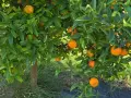 Organic Mandarin Box 15 kg