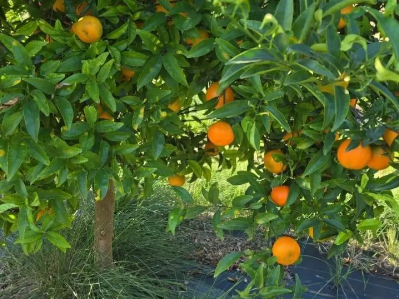 Organic Mandarin Box 15 kg