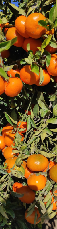 Harvesting calendar