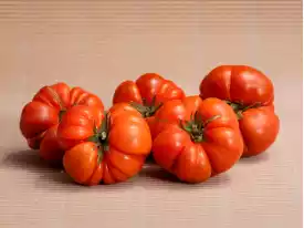 Buy TOMATOES