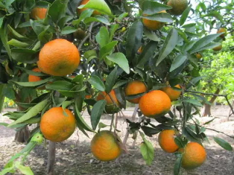 Mandarins Oronules
