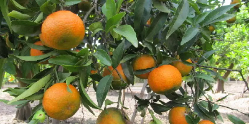 Mandarins Oronules