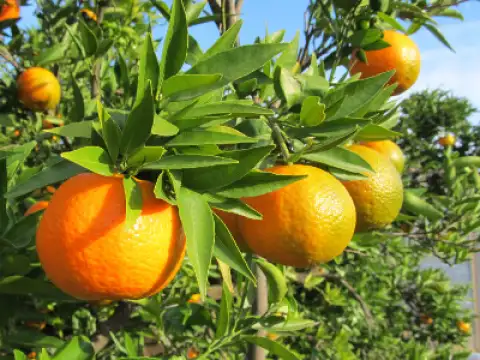 Mandarins Esbal