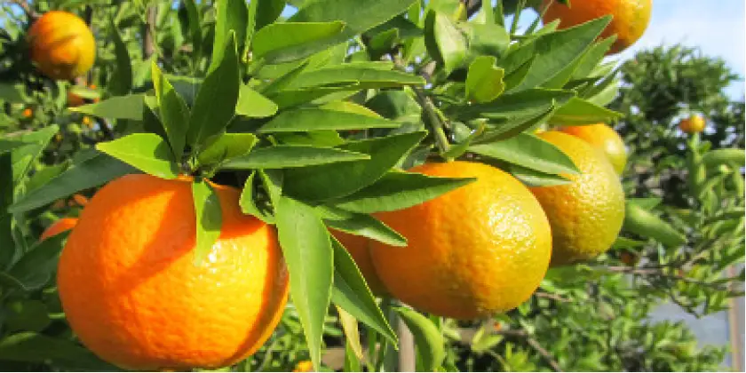 Mandarins Esbal