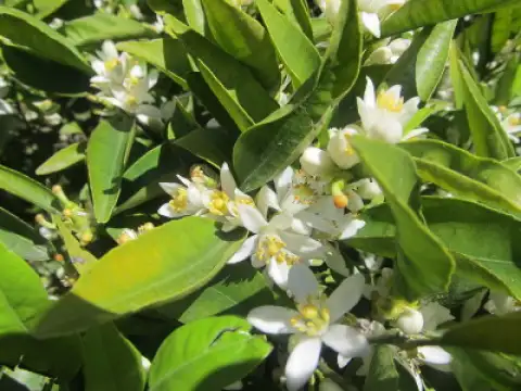 Mandarins Clemenules