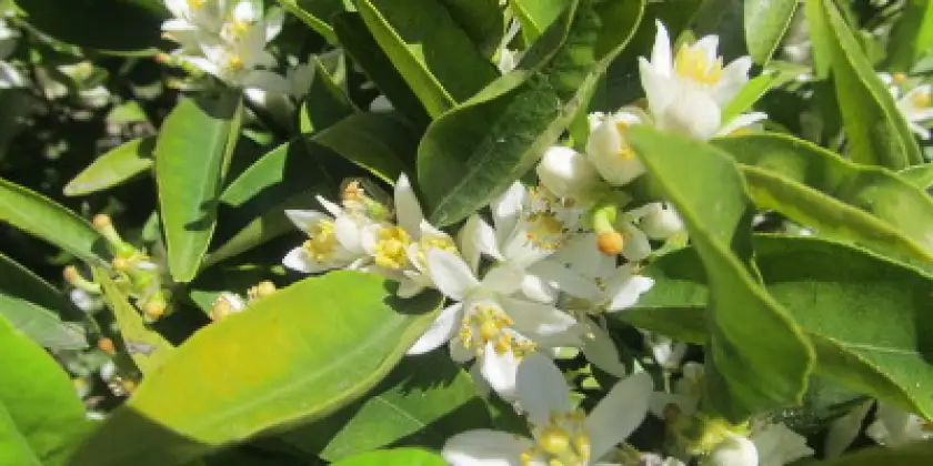 Mandarins Clemenules