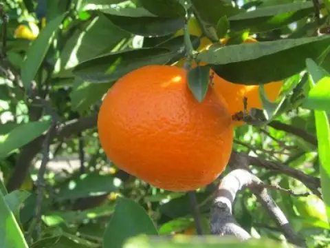 Mandarins Clemenvilla