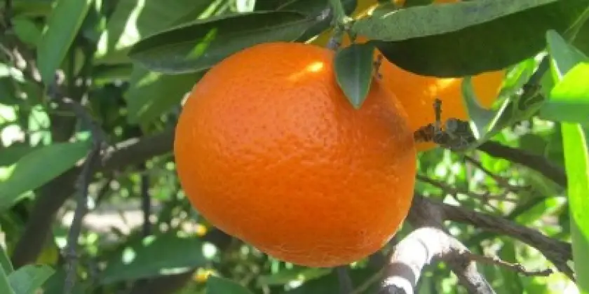 Mandarins Clemenvilla