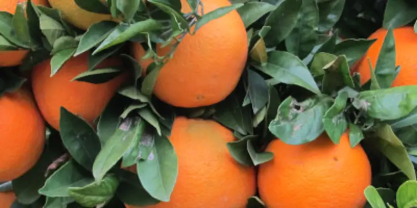 Oranges Navelina