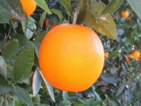 Oranges Lanelate