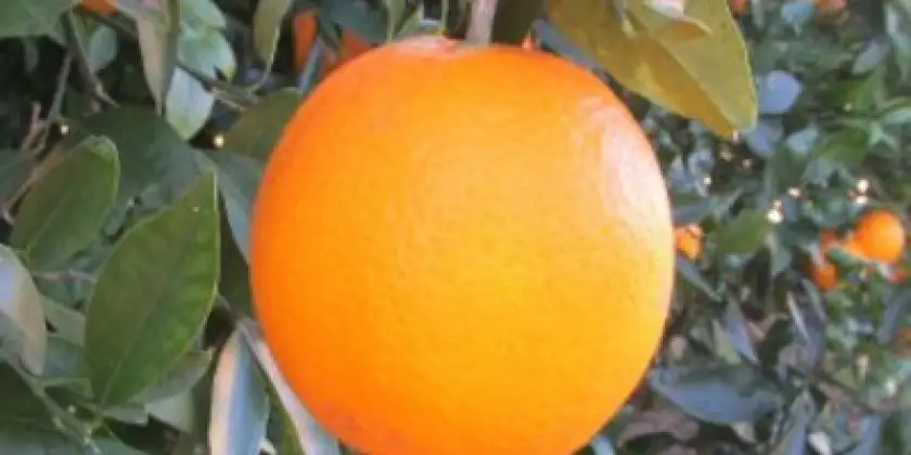 Oranges Lanelate