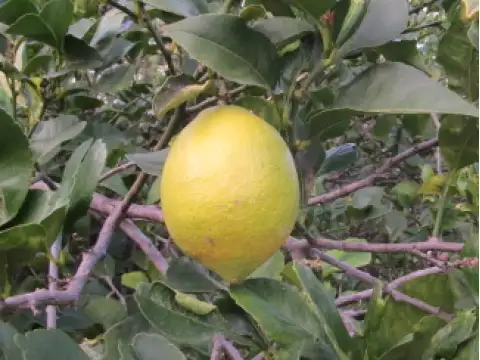 Lemons Eureka